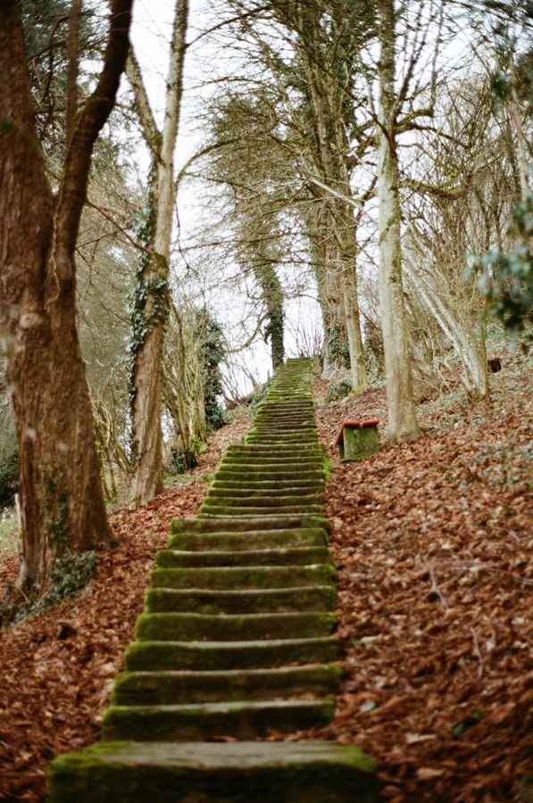 mosige Treppe am Waldrand_Herbststimmung_Rahel Wyss